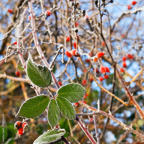 Photo: Heckenrose Hagebutte Heckenrose Hagebutte