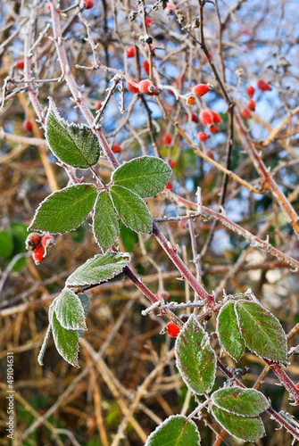 Photo: Heckenrose Hagebutte Heckenrose Hagebutte