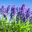 Foto: Traubenhyazinthen, Muscari, blaue Frühlingsblumen Traubenhyazinthen, Muscari, blaue Frühlingsblumen