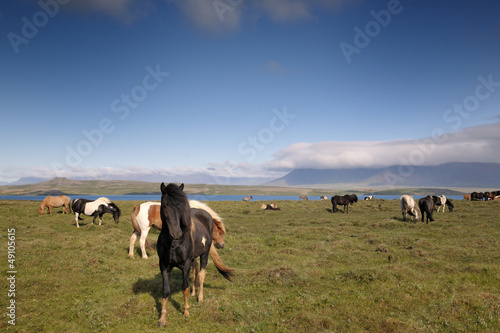 Photo: Group of Icelandic Horses. Group of Icelandic Horses.