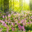 Sonniger Frühlingswald mit Lerchensporn, Corydalis cava