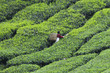 Teeernte,Camellia Sinensis