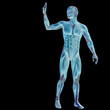 High resolution conceptual 3D human for anatomy