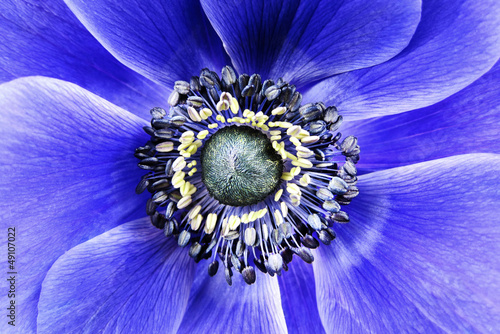 big flower blue