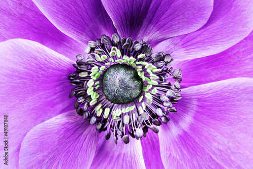 big purple flower