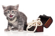 Cute kitten