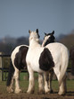 Two Horse Scratching