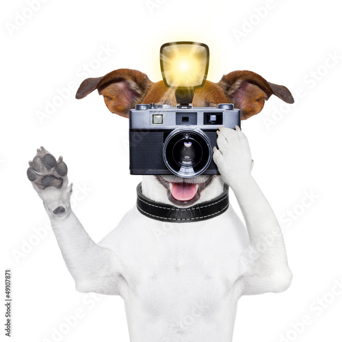 Photo: dog photo dog photo