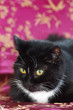Katze ruht aufmerksam