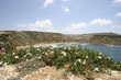 Caper flowers and Ghajn Tuffieha Bay