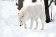 Polar wolf
