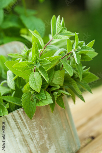 Photo: fresh mint fresh mint