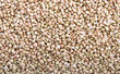 buckwheat