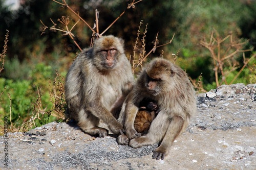Photo: Family of Barbary Apes, Gibraltar © Arena Photo UK Family of Barbary Apes, Gibraltar © Arena Photo UK