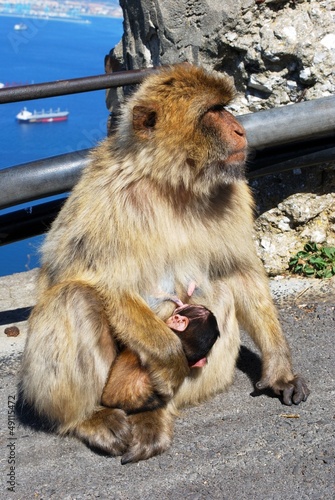 Photo: Barbary ape feeding baby, Gibraltar © Arena Photo UK Barbary ape feeding baby, Gibraltar © Arena Photo UK