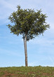 Photo: Carob tree Carob tree