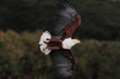 African fish eagle (Haliaeetus vociferoides)