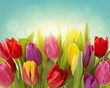 Tulip flowers