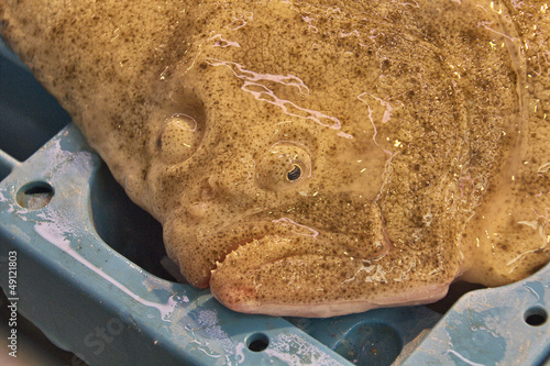 Photo: strange fish for sale in a fish shop strange fish for sale in a fish shop