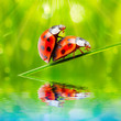 Foto: Ladybugs couple on the grass. Love metaphor. Ladybugs couple on the grass. Love metaphor.