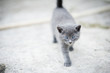 Cute kitten