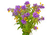 Melampyrum nemorosum flowers