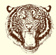Tiger brüllt