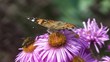 Papillon et abeille