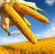Corn Field