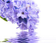 hyacinth flowers