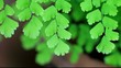 Fern green texture in wind