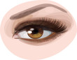 Vector of beautiful brown woman's eye.