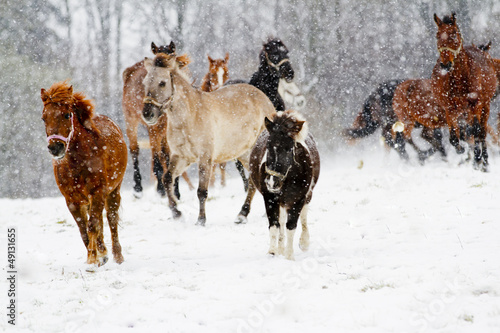 Photo: Horses, winter - running herd of horses in the snow Horses, winter - running herd of horses in the snow