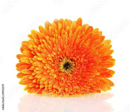 Photo: beautiful gerbera flower isolated on white beautiful gerbera flower isolated on white