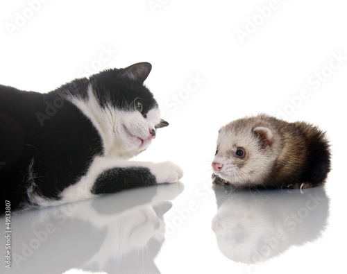 Photo: Katze und Frettchen Katze und Frettchen