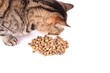 protéine pour chat