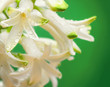 white hyacinth close up