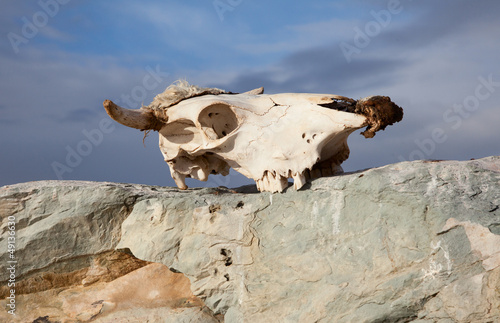 Photo: Dead animals Dead animals