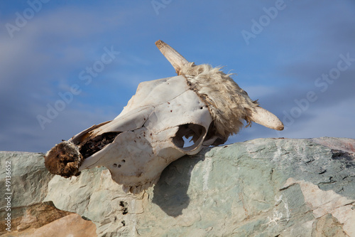 Photo: Dead animals Dead animals