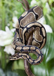 Royal Python snake