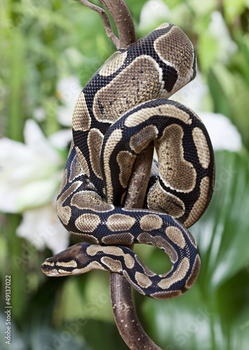 Photo: Royal Python snake Royal Python snake