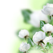 Beautiful White roses