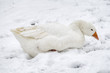 A goose sitting in the snow
