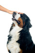 Petting the dog