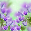 Spring flower