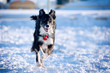 border collie in action