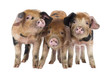 Front view of Three Oxford Sandy and Black piglets