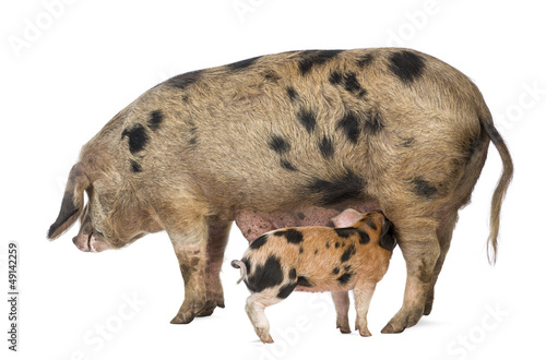 Photo: Oxford Sandy and Black piglet, 9 weeks old, suckling sow Oxford Sandy and Black piglet, 9 weeks old, suckling sow