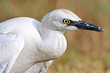 Photo: Oiseau blanc Oiseau blanc