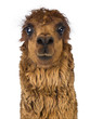 Front View Close-up Of Alpaca